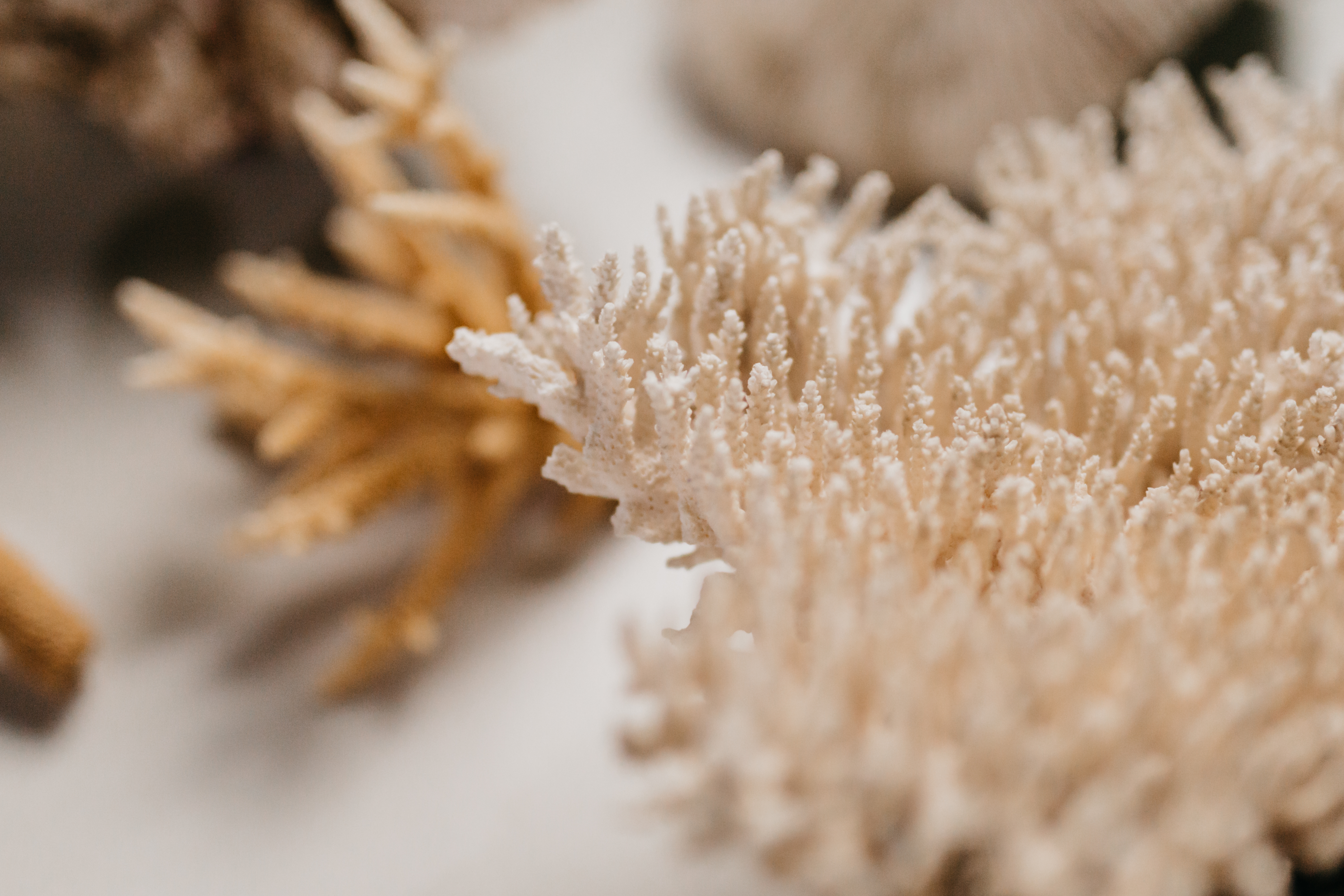 Museum Taxonomic Collection