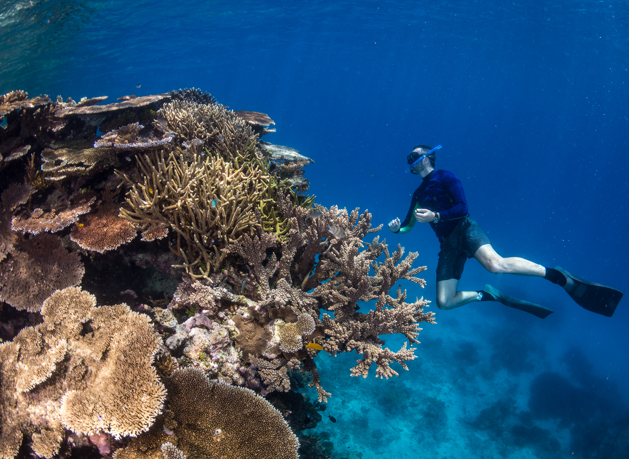 Coral Reef Research